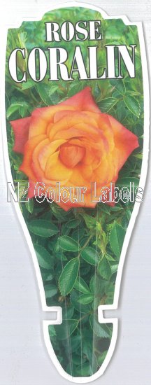 ROSE MINIATURE Coralin - Click Image to Close