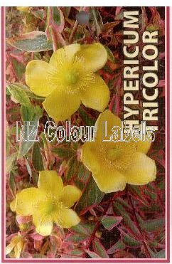 HYPERICUM x moserianum Tricolour - Click Image to Close