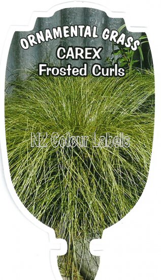 CAREX comans Frosted Curls - Click Image to Close