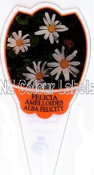 FELICIA amelloides Alba Felicity - Click Image to Close