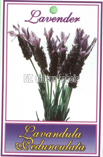 LAVANDULA stoechas ssp. PENDUNCULATA - Click Image to Close