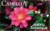 CAMELLIA Hiryu Sasanqua