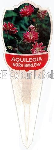 AQUILEGIA Nora Barlow - Click Image to Close