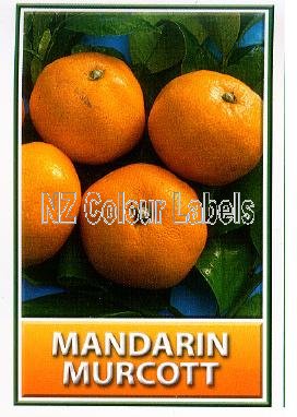 MANDARIN Murcott - Click Image to Close