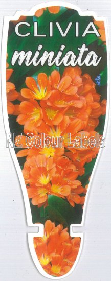 CLIVIA miniata - Click Image to Close