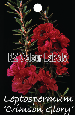 LEPTOSPERMUM Crimson Glory - Click Image to Close