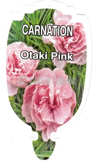 CARNATION 'OTAKI PINK' - Click Image to Close