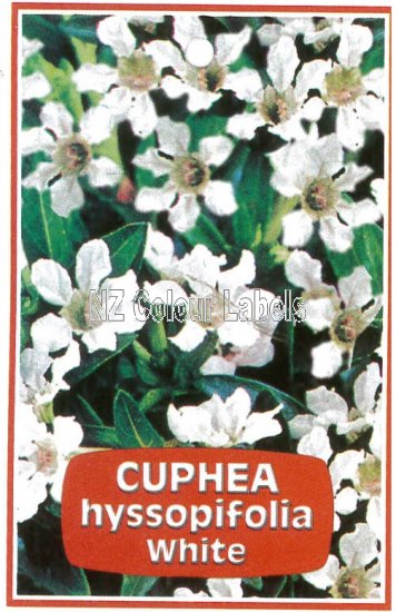 CUPHEA hyssopifolia - White - Click Image to Close