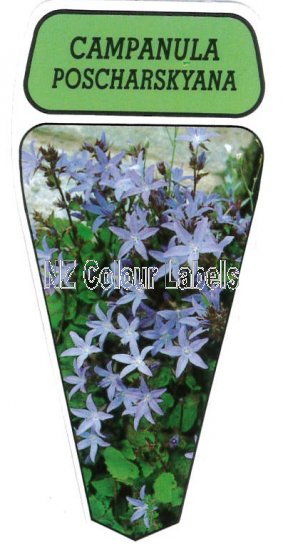 CAMPANULA poscharskyana - Click Image to Close