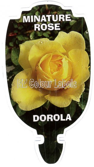 ROSE MINIATURE Dorola - Click Image to Close