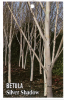 BETULA Silver Shadow