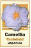 CAMELLIA Ecclefield