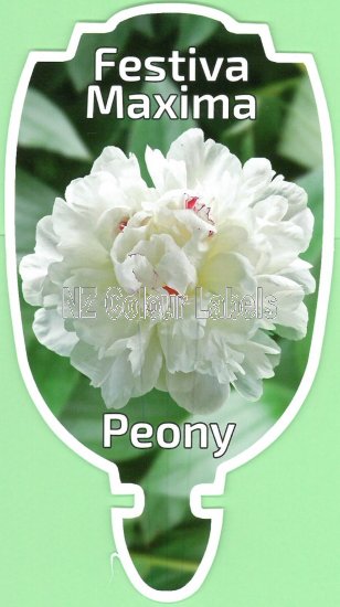 PAEONIA (Peony) Festiva Maxima - Click Image to Close