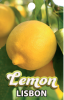 LEMON Lisbon