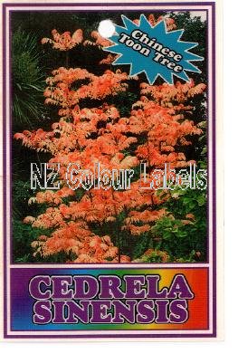 CEDRELA sinensis - Click Image to Close