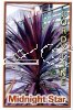 CORDYLINE Midnight Star