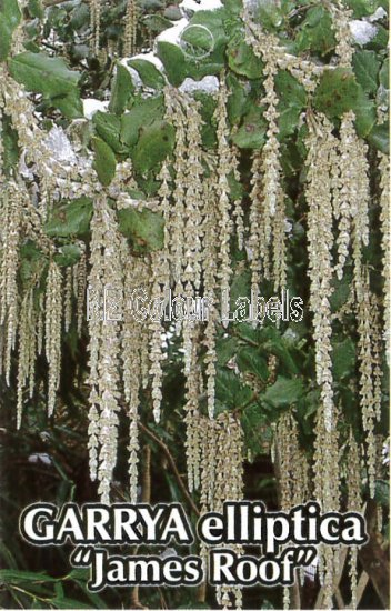 GARRYA elliptica James Roof - Click Image to Close