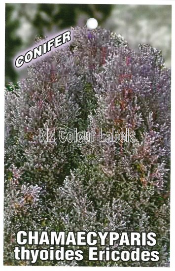 CHAMAECYPARIS thyoides Ericoides - Click Image to Close