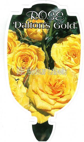 ROSE MINIATURE Dalton's Gold - Click Image to Close