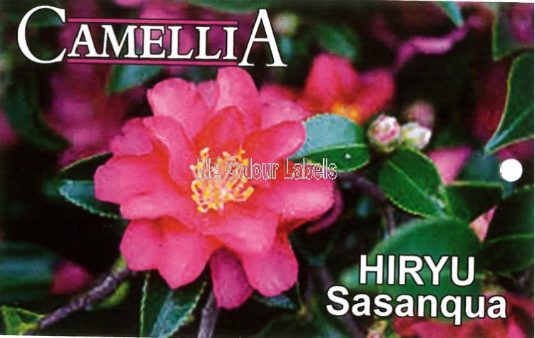 CAMELLIA Hiryu Sasanqua - Click Image to Close