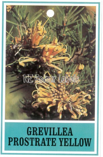 GREVILLEA Juniperina Pros. Yellow - Click Image to Close