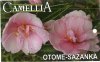 CAMELLIA Otame-Sazanku