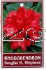 RHODODENDRON Douglas Stephens