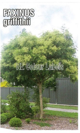 FRAXINUS griffithii - Click Image to Close