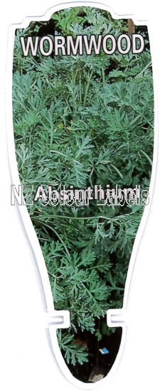 WORMWOOD Artemisia absinthium - Click Image to Close