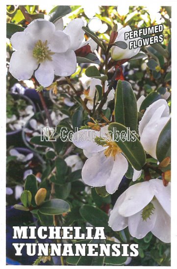 MICHELIA yunnanensis - Click Image to Close