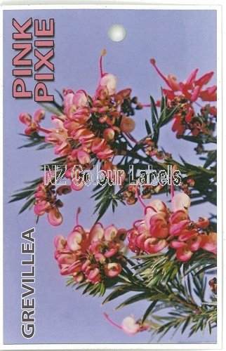 GREVILLEA Pink Pixie - Click Image to Close