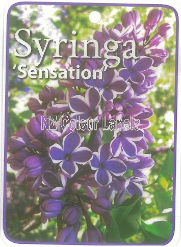 SYRINGA Sensation - Click Image to Close