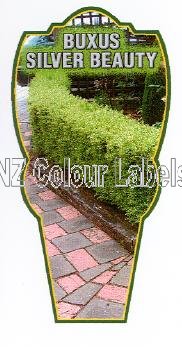 BUXUS sempervirens Silver Beauty - Click Image to Close