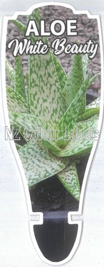 ALOE White Beauty - Click Image to Close