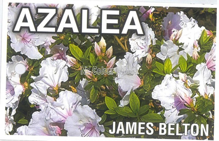 AZALEA Evergreen JAMES BELTON - Click Image to Close