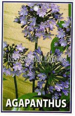 AGAPANTHUS Blue [The African Lily] - Click Image to Close