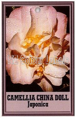 CAMELLIA China Doll - Click Image to Close