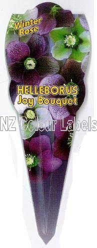 HELLEBORUS Joy Bouquet - Click Image to Close