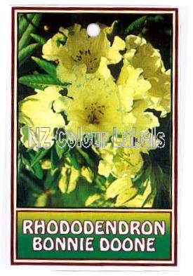 RHODODENDRON Bonnie Doon - Click Image to Close