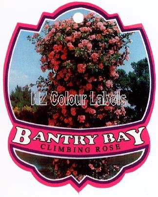 ROSE Climbing Bantry Bay - Click Image to Close