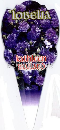 LOBELIA Kathleen Mallard - Click Image to Close