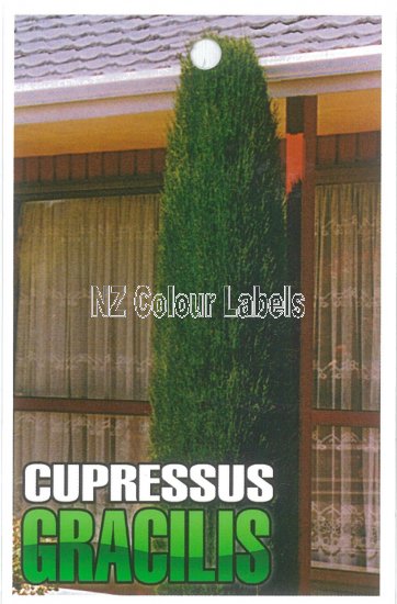 CUPRESSUS Gracilis - Click Image to Close