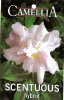 CAMELLIA Scentuous Hybrid