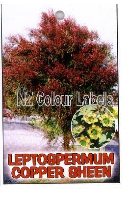 LEPTOSPERMUM Coppersheen - Click Image to Close