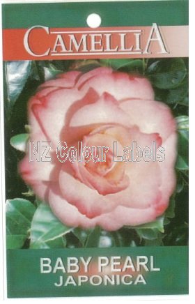 CAMELLIA Baby Pearl Japonica - Click Image to Close