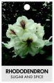RHODODENDRON SUGAR AND SPICE RHODODENDRON SUGAR AND SPICE