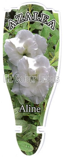 AZALEA Evergreen ALINE - Click Image to Close