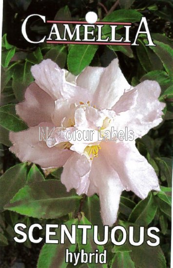 CAMELLIA Scentuous Hybrid - Click Image to Close