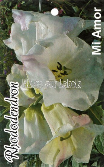 RHODODENDRON Mi Amor - Click Image to Close