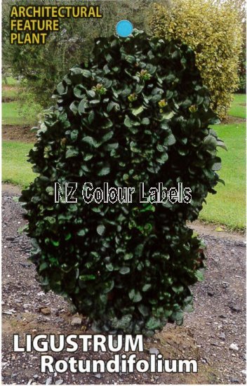 LIGUSTRUM rotundifolium - Click Image to Close